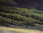 Le colline della frazione di Carignano Le colline della frazione di Carignano