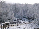 Un bosco innevato