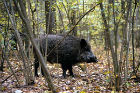 Cinghiale nel suo habitat