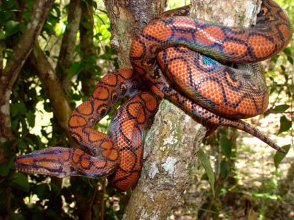 L'Epicrates cenchria cenchria, uno dei serpenti e rettili in mostra