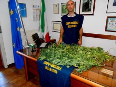 pesaro-forestale-cannabis