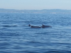 guardiacostiera-delfini