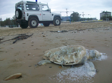 Una delle tartarughe marine spiaggiate e morte nel pesarese il 27 e 28 ottobre 2014
