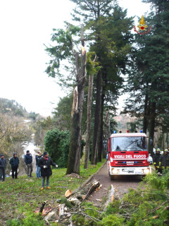 Maltempo ad Urbino: albero si spezza per il vento e uccide una persona