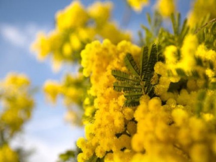 festadelladonna-mimosa