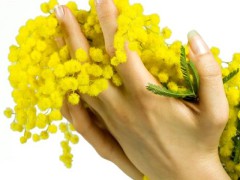 festadelladonna-mimosa