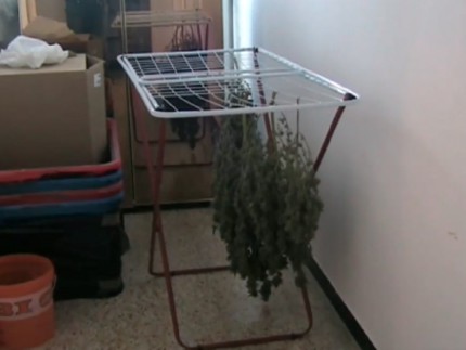 Coltivazione-Marijuana