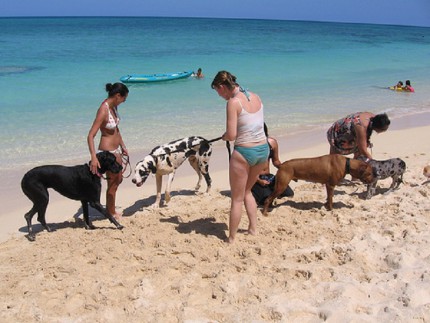 spiaggia-cani