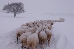 Animali sfollati dalle stalle crollate per il terremoto del centro Italia