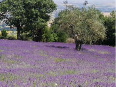 Lavanda in fiore a Mombaroccio