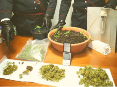 Marijuana sequestrata a San Lorenzo in Campo