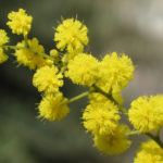 festa della donna, mimosa, giornata internazionale delle donne