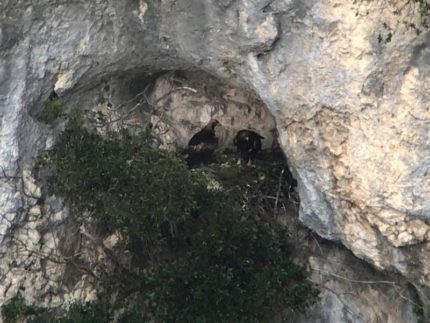 Aquile reali sul Monte Paganuccio