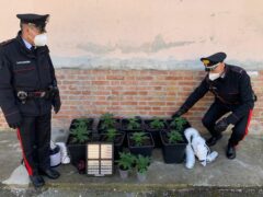 Coltivazione di marijuana scoperta a Colli al Metauro