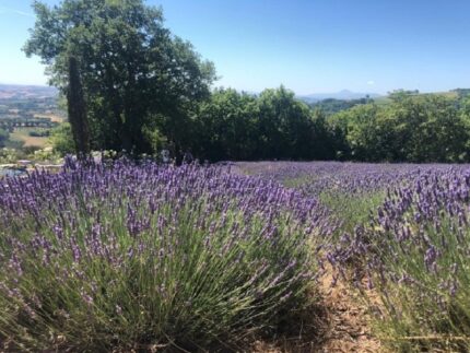 Campi di lavanda a Mombaroccio