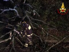 Camerano: albero caduto in strada