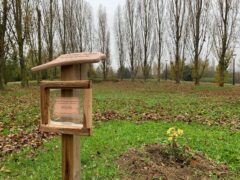 Albero della pace piantumato a Pesaro