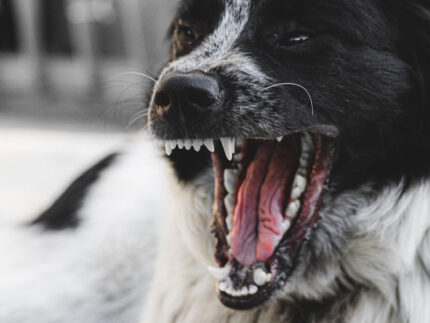 cane, cani, animali, aggressione