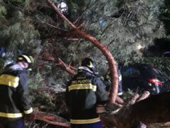 Albero caduto a Pesaro