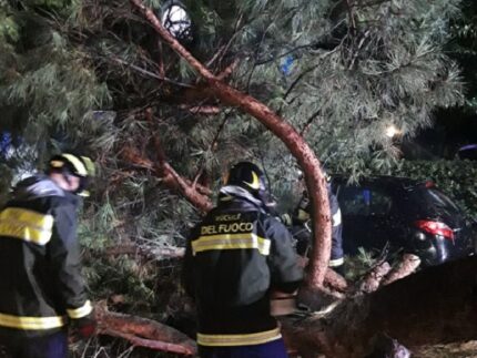 Albero caduto a Pesaro