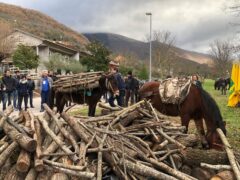 Muli impiegati a Cantiano per la rimozione della legna