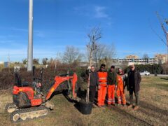 Piantumazione di alberi nelle rotatorie di Pesaro