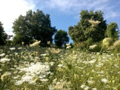 Natura a Monteciccardo