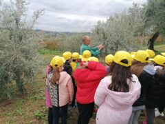 Alunni visitano un oliveto
