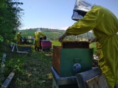 Apicoltori nelle Marche