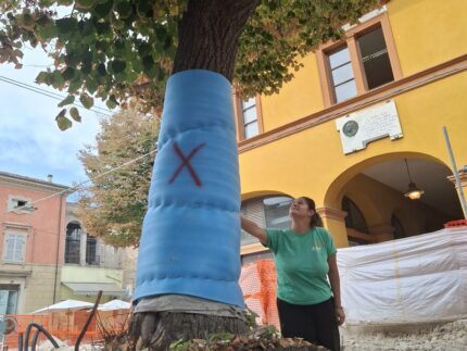 Tiglio instabile in piazza Costa a Fano