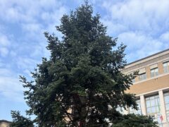 Albero di Natale in piazza del Popolo a Pesaro