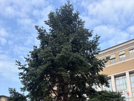 Albero di Natale in piazza del Popolo a Pesaro