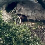 Piccoli di aquila reale nati alla Gola del Furlo