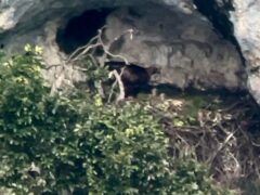Piccoli di aquila reale nati alla Gola del Furlo