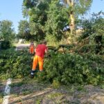 Albero caduto sulla Sp 95