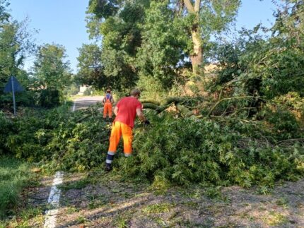 Albero caduto sulla Sp 95