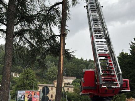 Albero colpito da un fulmine a Sant'Angelo in Vado