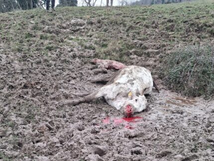 Bestiame attaccato dai lupi a Monte Grimano Terme