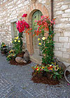 Fiori tra le mura