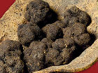Il tartufo nero delle colline pesaresi