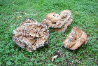 Funghi da record