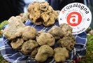 Ultimo appuntamento ad Acqualagna con la 46esima fiera del tartufo