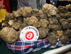 Il prestigioso tartufo bianco di Acqualagna