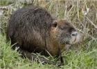 Una nutria