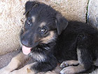 Uno degli animali maltrattati