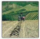Un'azienda agricola